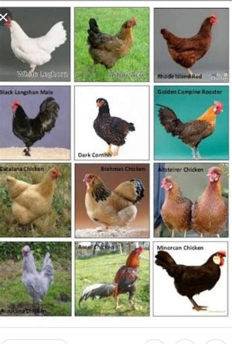 ibat ibang klase ng manok